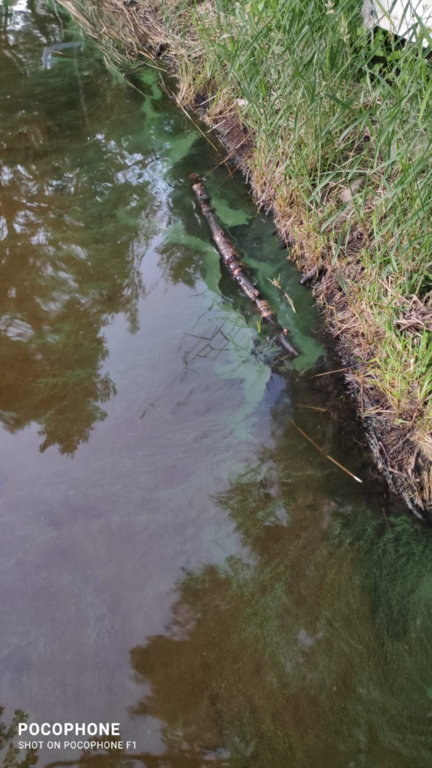 Päijänne (yhd.)-Juokslahti 9 tien sillan lähialue-ObsIMG-202107021700-60e00cd15dd6b.png