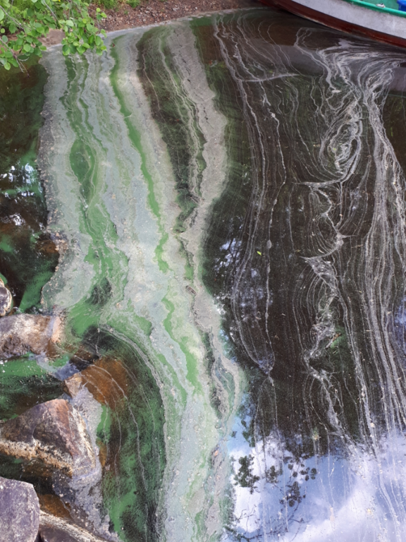 Rehja - Nuasjärvi (59.811.1.001)-Soikonlahti-ObsIMG-202106221139-60d1a2eda255e.png