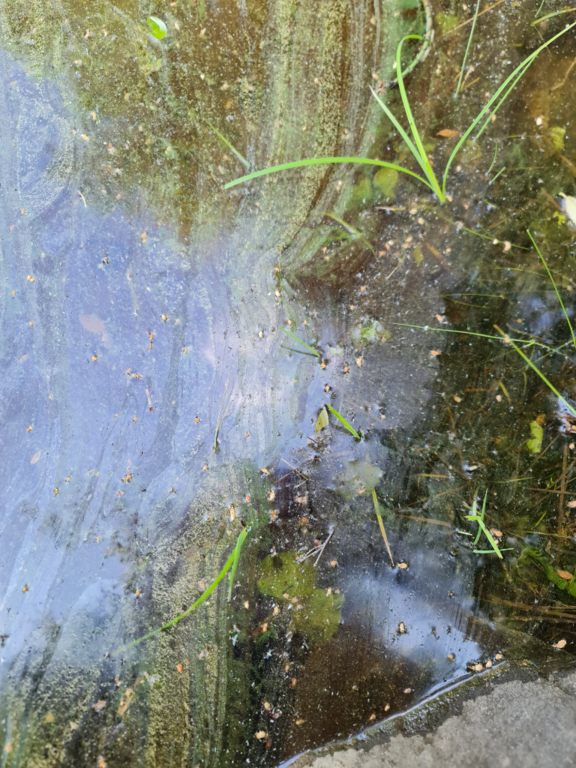 Suoliveden alue (14.524)-Isoaho, Jämsä-ObsALG-202306261248-649960886856a.png