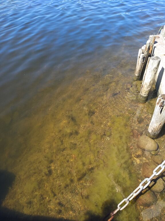 Dragsvik-Rotarien sinileväseuranta (Näseudden)-ObsALG-202007151347-21.jpg