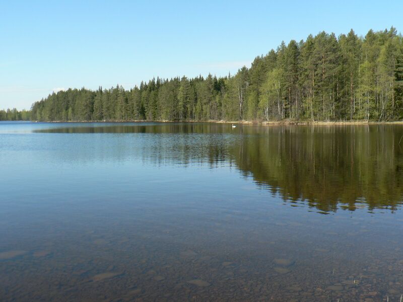 Tiedosto:Joutsen lipumassa Papin apajalle.JPG