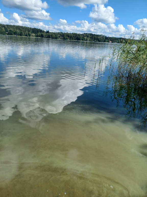 Kymijärvi (14.164.1.001)-Valtakunnallinen sinileväseuranta (Kariston uimaranta)-ObsIMG-202408141207-66bc7496ad9b8.png