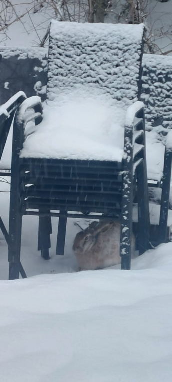 Päijänteen lähialue (14.221)-Havaintopaikka 1-ObsMAMMAL-202302071515-63e2960fa1198.png