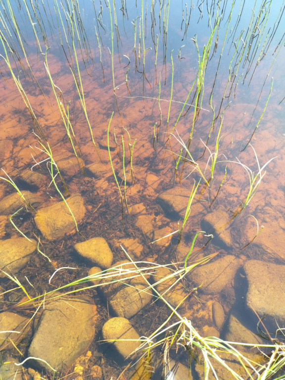 Rytinkijärvi (61.522.1.001)-Valtakunnallinen sinileväseuranta (Rytinkisalmi)-ObsIMG-202507150948-1752562166569.png