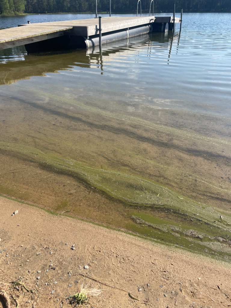 Valkealampi (44.076.1.007)-Havaintopaikka 2-ObsIMG-202507160937-6877491f70852.png