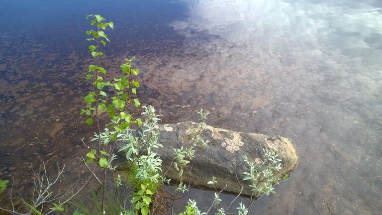 Himmerki 11.7.2017.jpg