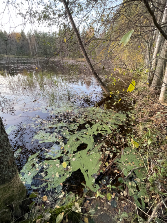 Kallavesi (yhd.)-Vaajasalo, eteläranta-ObsIMG-202310201722-6533c2c88674b.png