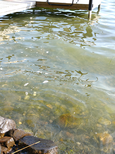 Tiedosto:Särkijärvi (04.376.1.001)-Havaintopaikka 1-ObsIMG-202507130926-6873524d6009a.png