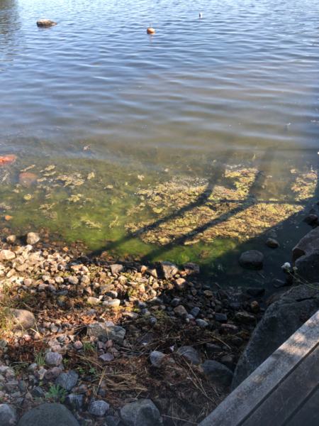 Tiedosto:Sipoon saaristo-Rotarien sinileväseuranta (Sipoon selkä, Stora Korpholmen)-ObsIMG-202507160842-1752645232122.png