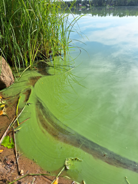 Tiedosto:Toiviaisjärvi (04.552.1.013)-Kotiranta-ObsALG-202307270927-64c20f16c61bc.png