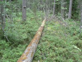 Horkan maapuu 6.8.2008.jpg