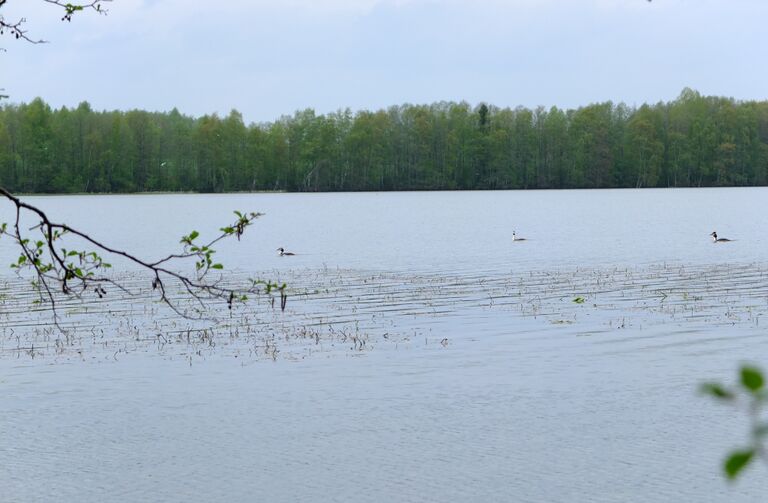 Kirkkojarvi Kangasala 6.jpg