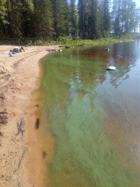 Tiedosto:Lentua (59.921.1.001)-Selkäsaaret-ObsIMG-201707161600-63.jpg