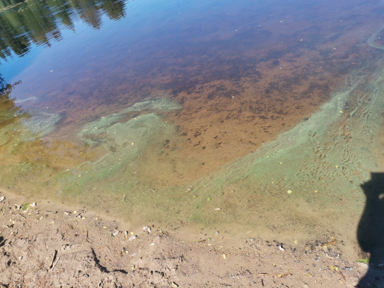 Puula (14.923.1.001)-Otavan Uimaranta-ObsIMG-202206241229-62b5844f5e404.png