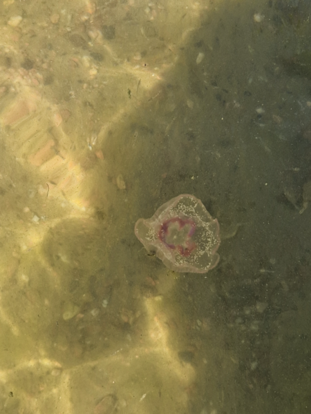 Tiedosto:Storfjärden-Lappohjan ranta-ObsJELLY-202407262028-66a3de16e82da.png