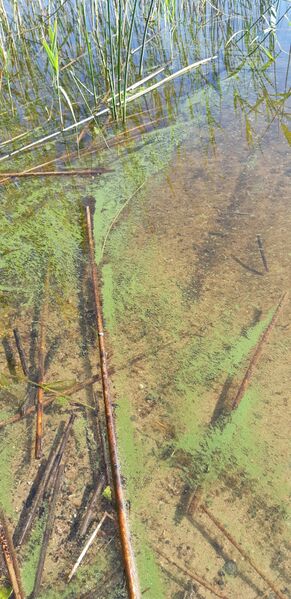 Tiedosto:Suojärvi (35.891.1.007)-Suojärvi-ObsIMG-202006261401-59.jpg