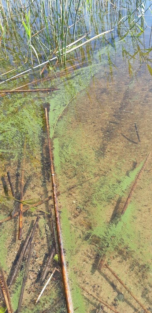 Suojärvi (35.891.1.007)-Suojärvi-ObsIMG-202006261401-59.jpg