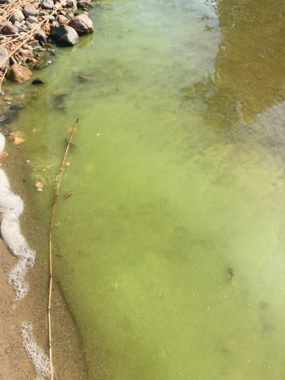 Ukonvesi (Saimaa) (04.151.1.001)-Koivukummunpolku-ObsIMG-202208161128-62fb5584aef7e.png