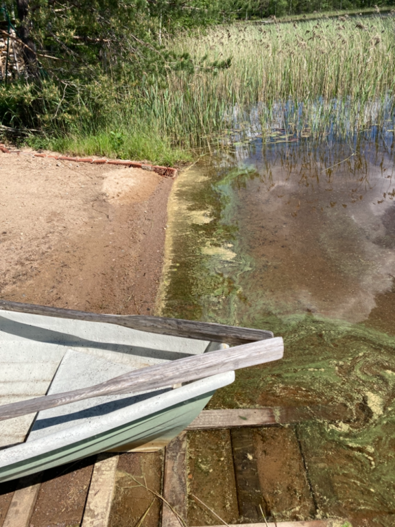 Valkjärvi (04.129.1.009)-Portinlahti-ObsIMG-202106101248-60c1e07fee93c.png