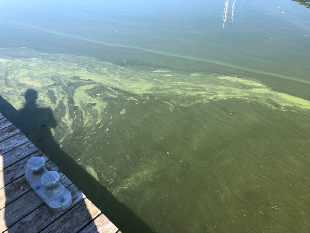 Espoonlahti-Rotarien sinileväseuranta (Klobbenin saaristovenelaituri)-ObsIMG-202507150947-1752562163666.png