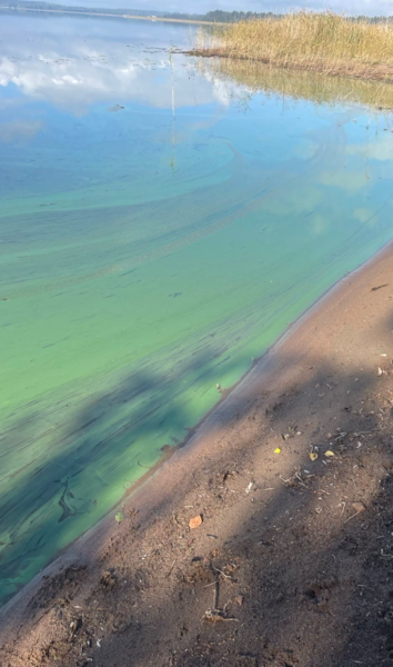 Haukivesi (Saimaa) (04.211.1.001)-Joroisselkä-ObsALG-202509051000-1757095177994.png