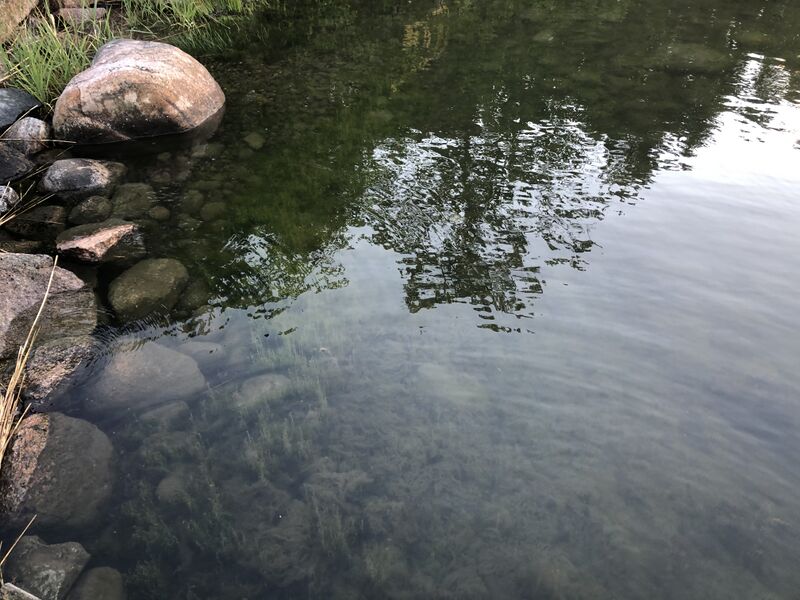 Tiedosto:Iso- ja Pikku-Nauvon vesialue-Rotarien sinileväseuranta (Käldinge strand)-ObsALG-202007082104-49.jpeg