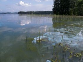 Sinilevää IMG 1677 24 6.jpg