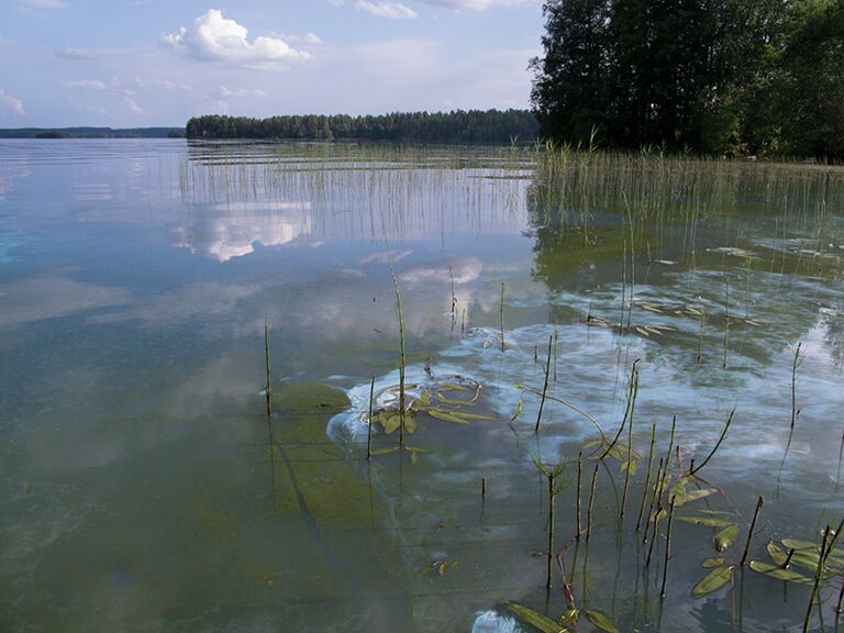 Sinilevää IMG 1677 24 6.jpg