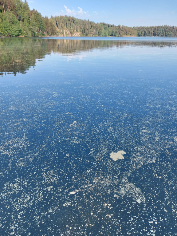 Hormajärvi (23.025.1.001)-Valtakunnallinen sinileväseuranta (Humppilanniemi)-ObsALG-202106080901-60bf0c5b6cf54.png