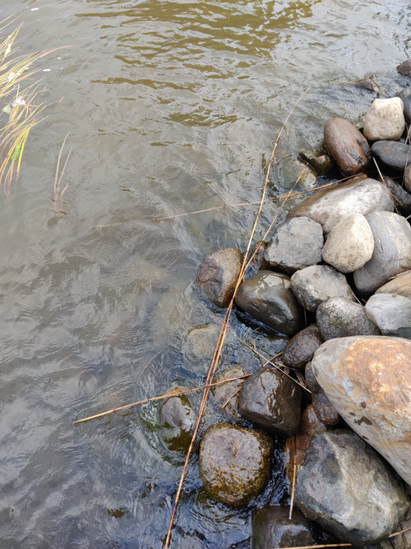 Päijänne (yhd.)-Valtakunnallinen sinileväseuranta (Majutvesi)-ObsALG-202309201000-650a989457628.png