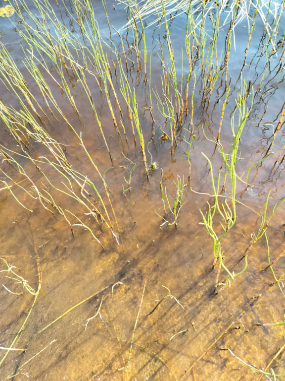 Rytinkijärvi (61.522.1.001)-Valtakunnallinen sinileväseuranta (Rytinkisalmi)-ObsIMG-202508051007-1754377745168.png