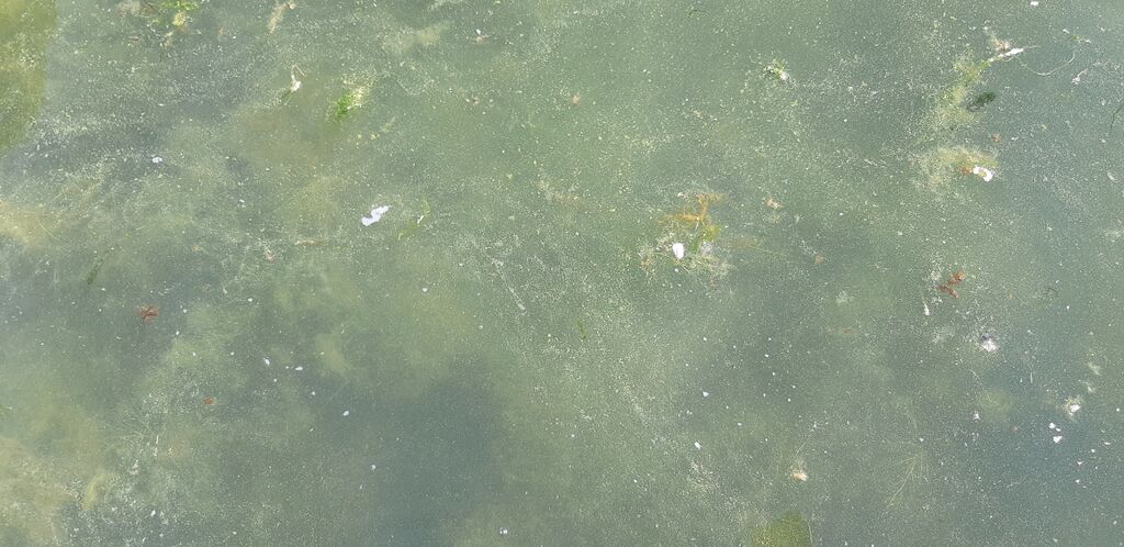 Dragsfjärdin ja Västanfjärdin välisaaristo-Finsjölandet-ObsALG-202008081328-53.jpg