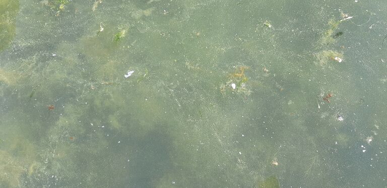 Dragsfjärdin ja Västanfjärdin välisaaristo-Finsjölandet-ObsALG-202008081328-53.jpg