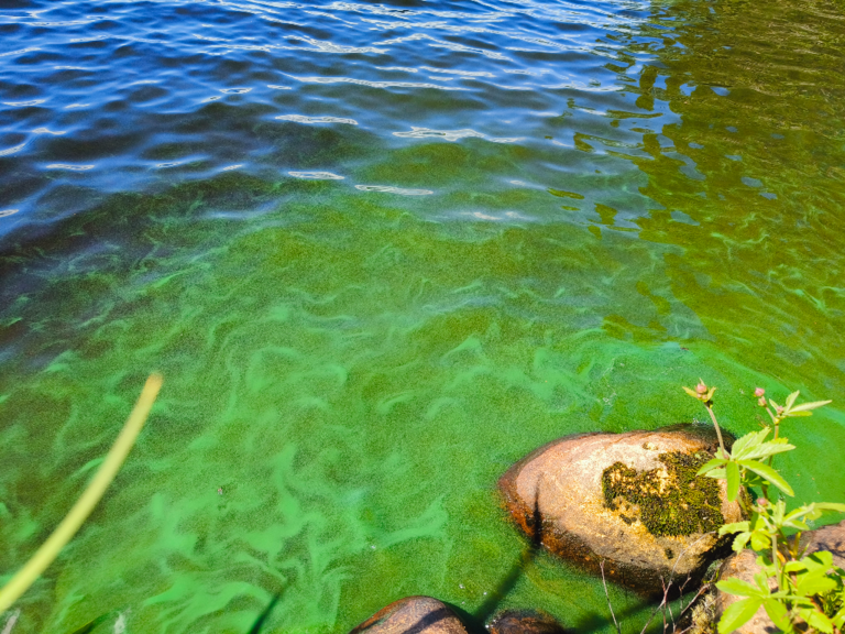 Kätkänjärvi (44.073.1.002)-Synkeälahti-ObsIMG-202406221432-6676b6888c167.png