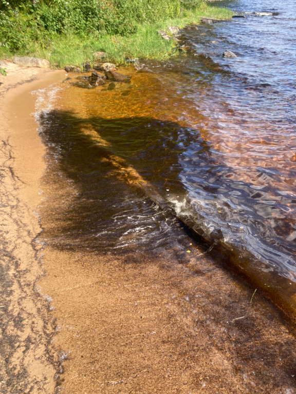 Rehja - Nuasjärvi (59.811.1.001)-Rehjan hiekkaranta-ObsIMG-202508041455-6890a04ab19df.png