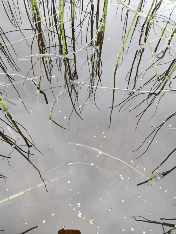 Rytinkijärvi (61.522.1.001)-Valtakunnallinen sinileväseuranta (Rytinkisalmi)-ObsIMG-202308151425-64db60c2017c1.png