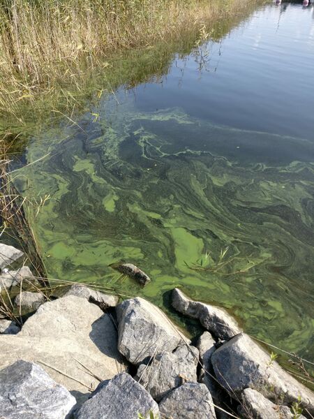 Tiedosto:Saimaa (04.112.1.001)-Saimaanharjun venesatama-ObsIMG-201808311631-36.jpg