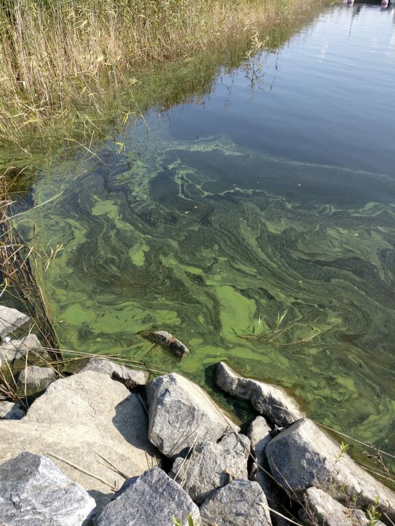 Saimaa (04.112.1.001)-Saimaanharjun venesatama-ObsIMG-201808311631-36.jpg