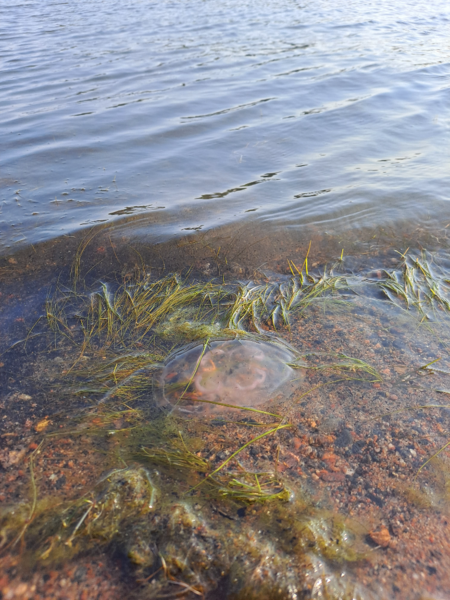 Tiedosto:Kruunuvuorenselkä-Mustikkamaan uimaranta-ObsJELLY-202409081630-66df0b90cf424.png