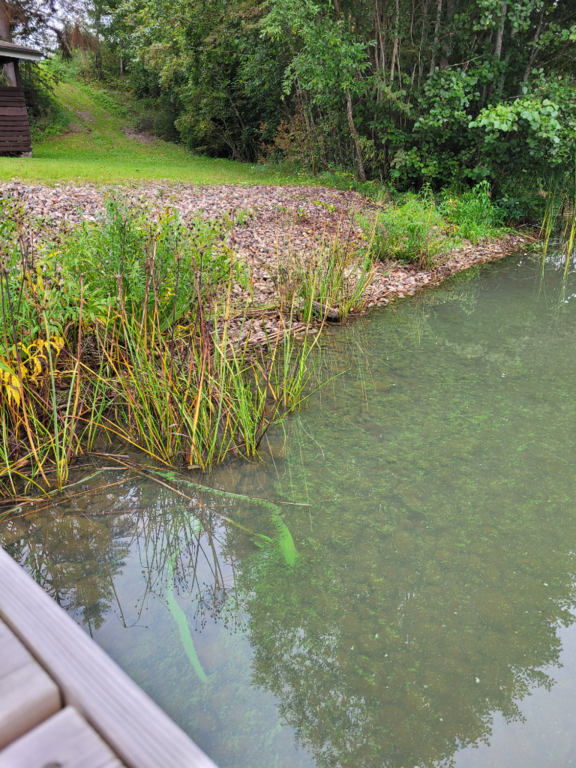 Mallusjärvi (18.033.1.001)-Valtakunnallinen sinileväseuranta (seurakunnan leirikeskus)-ObsALG-202409030955-66d6b4fd77e25.png