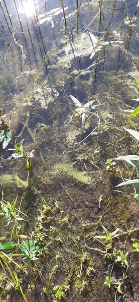 Tiedosto:Roine (yhd.)-Valtakunnallinen sinileväseuranta-ObsALG-202006230915-12.jpg