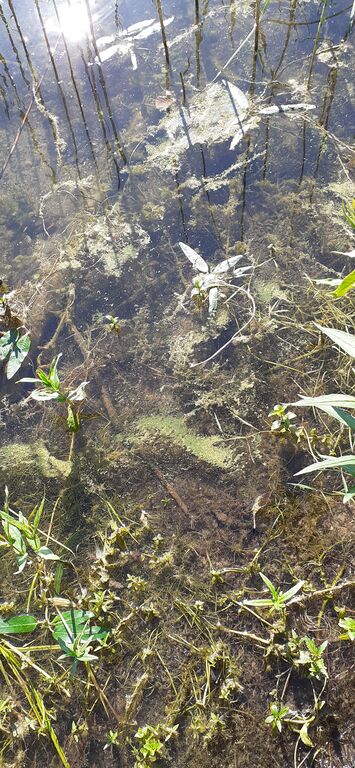 Roine (yhd.)-Valtakunnallinen sinileväseuranta-ObsALG-202006230915-12.jpg