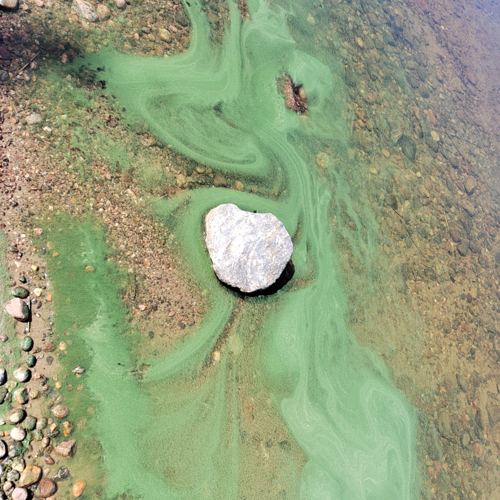 Saimaa (04.112.1.001)-hyötiönsaari-ObsIMG-202507021359-686514019237a.png