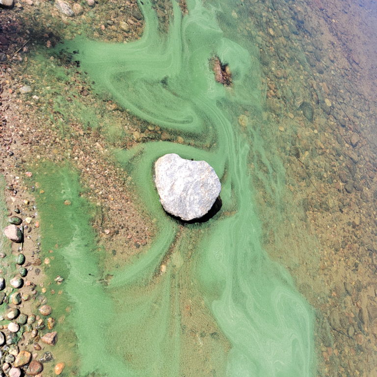 Saimaa (04.112.1.001)-hyötiönsaari-ObsIMG-202507021359-686514019237a.png