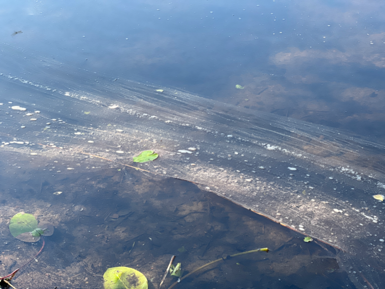 Veckjärvi (17.004.1.001)-Hasselholmen-ObsALG-202306281041-649be47038a22.png