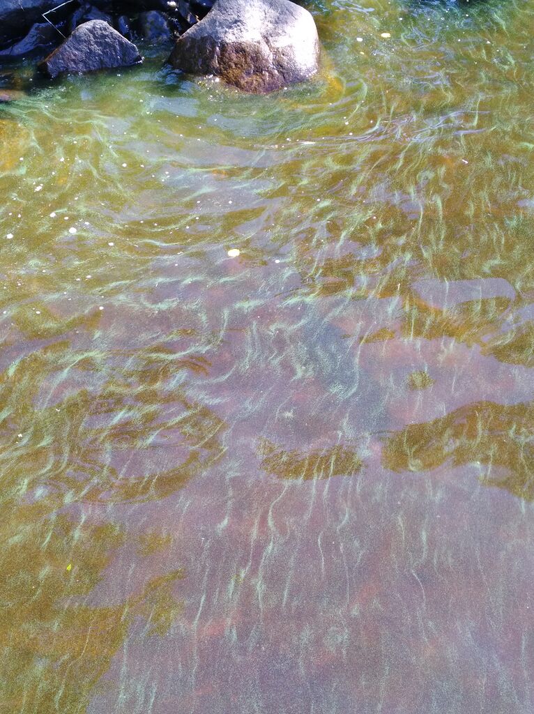 Ätäskän alue (04.392)-Reponiemi-ObsIMG-201807111636-69.jpg