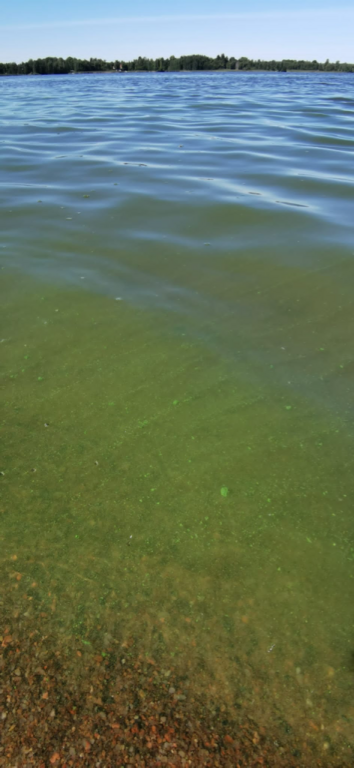 Köyliönjärvi (34.054.1.001)-Valtakunnallinen sinileväseuranta (Yttilän Otta)-ObsALG-202208091200-62f2228d434de.png