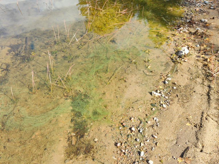 Saimaa (04.112.1.001)-Naistenvesi -ObsALG-202508231450-68a9ab5865265.png