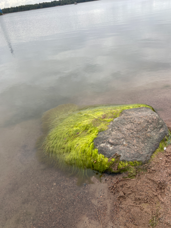 Seurasaari-Hietaniemen uimaranta-ObsALG-202509021718-68b6ff544741a.png