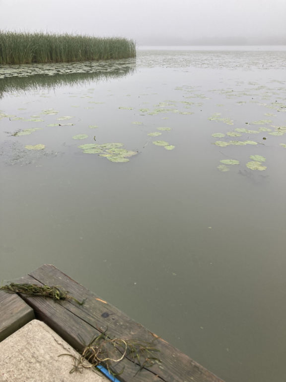 Tuusulanjärvi (21.082.1.001)-Rotarien sinileväseuranta (Kotuntien laituri)-ObsIMG-202308281827-64ecbcd127fcc.png